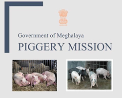 Meghalaya Piggery Mission